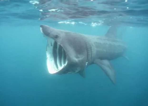 最稀有的九种鲨鱼都有哪些？