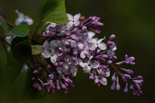 芭蕉不展丁香结是什么意思？
