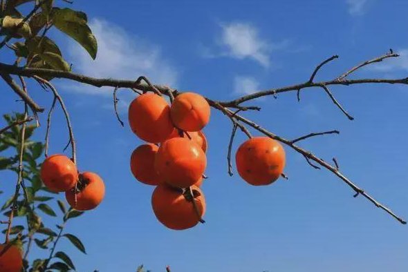 丰硕的意思是什么？