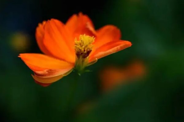 日成晟是什么字？