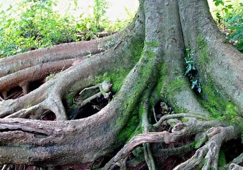 “老树盘根”是什么意思？