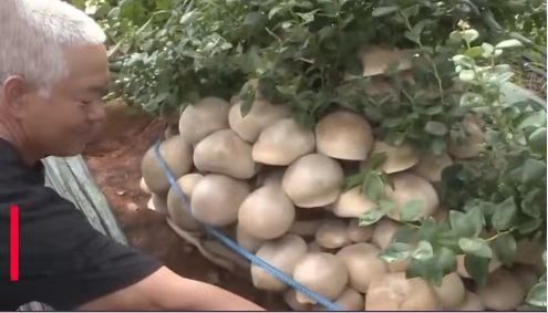 云南蓝莓地里长出“百斤”野生菌，这种野生菌究竟是什么？