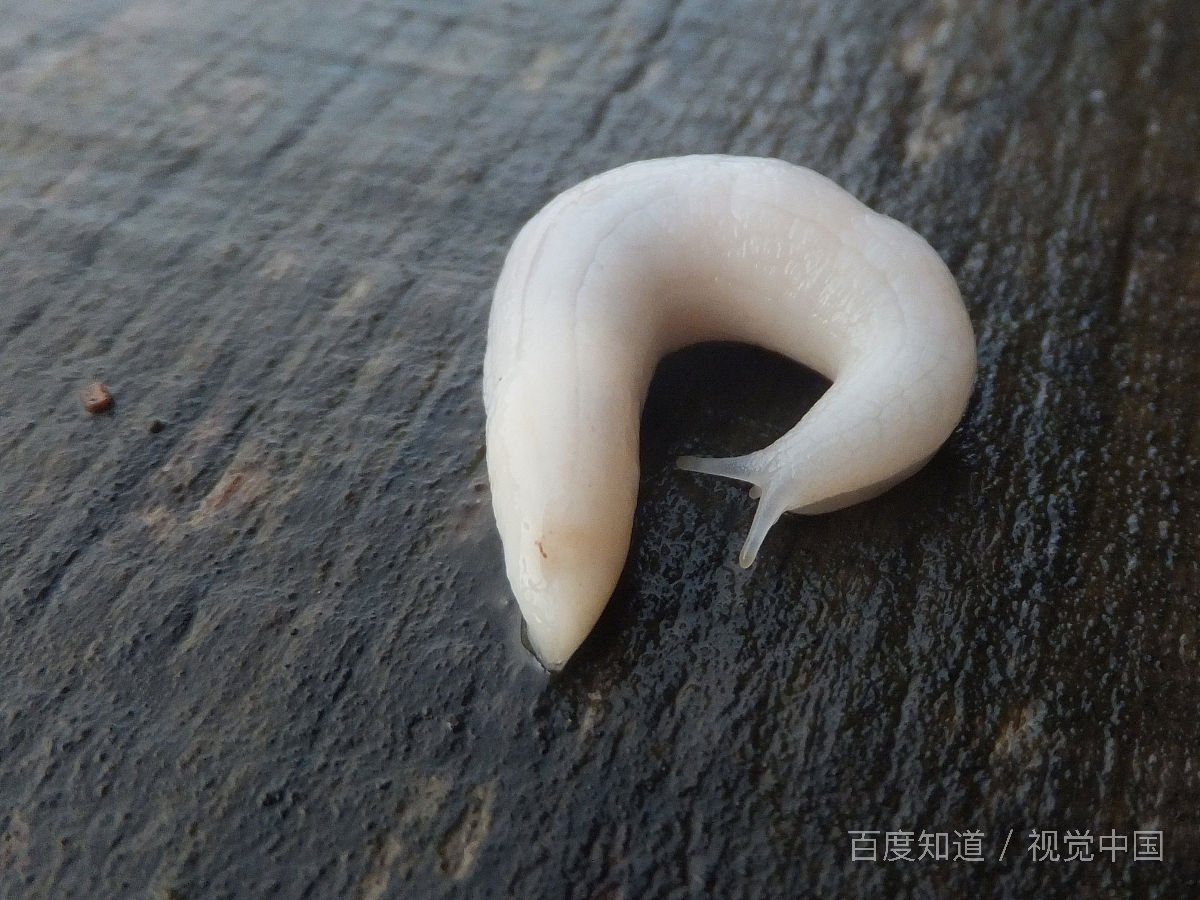 蛞蝓可以吃什么？