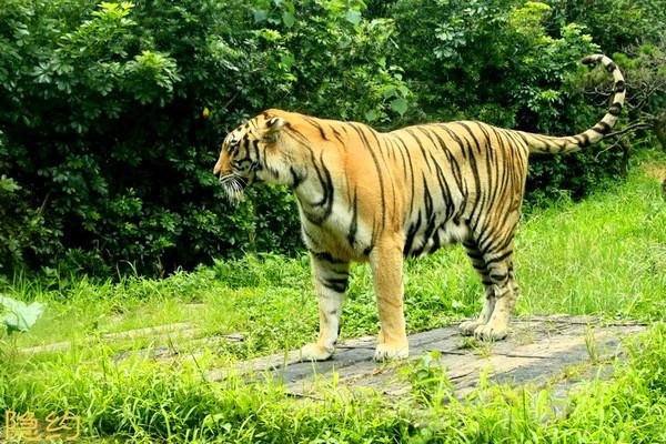 对于野生东北虎为何现身村庄的问题，专家是如何解读的？