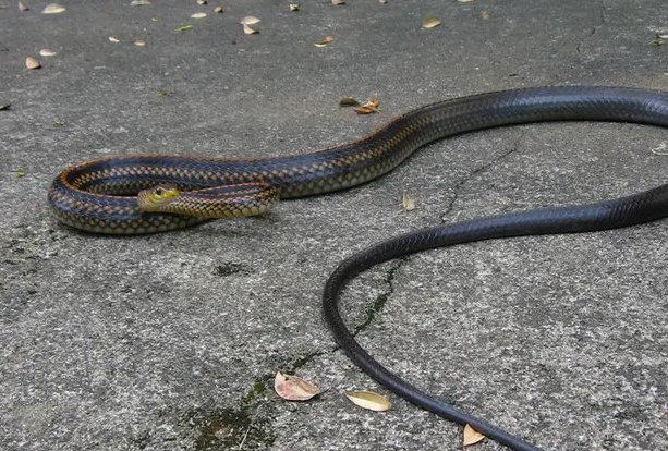 农村十大毒蛇排行榜