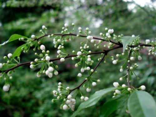 冬青有多少种？