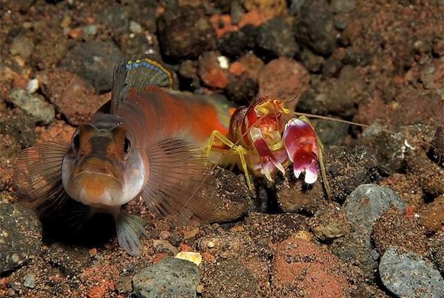 狼狈为奸，狼的确存在，但是狈真的是地球上的生物吗？