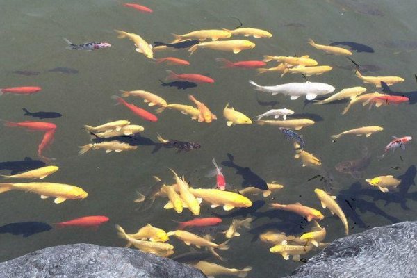 形容鱼儿在水里游来游去的优美句子