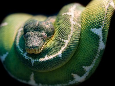 蚺和蟒有什么不同？