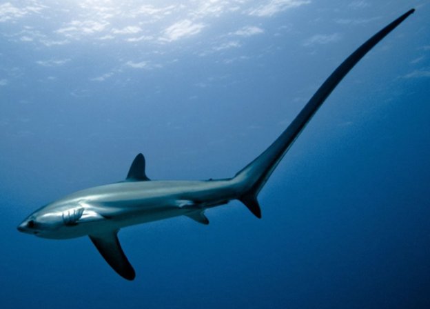 最稀有的九种鲨鱼都有哪些？
