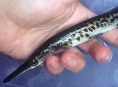 汝州捕“怪鱼”鳄雀鳝现场：消防员进涵洞勘察，为何这一生物这么难以捕捞？