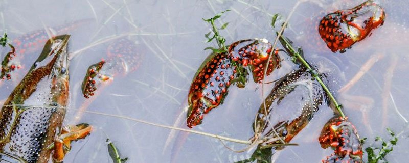 虾类依靠什么呼吸?