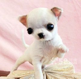 外星小精灵的介绍