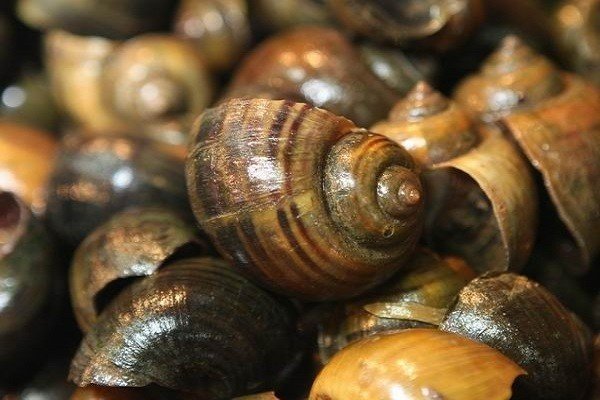 黄金螺能不能和鱼一起养？