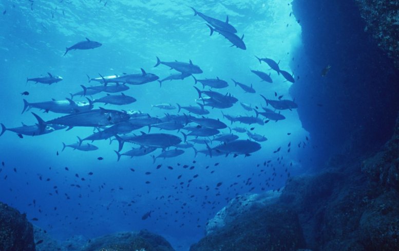 海洋21世纪的希望从哪三个方面