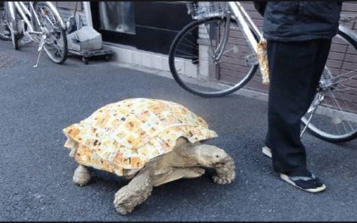 大爷躺江边酣睡，枕头竟是乌龟，这乌龟为何能一动不动？