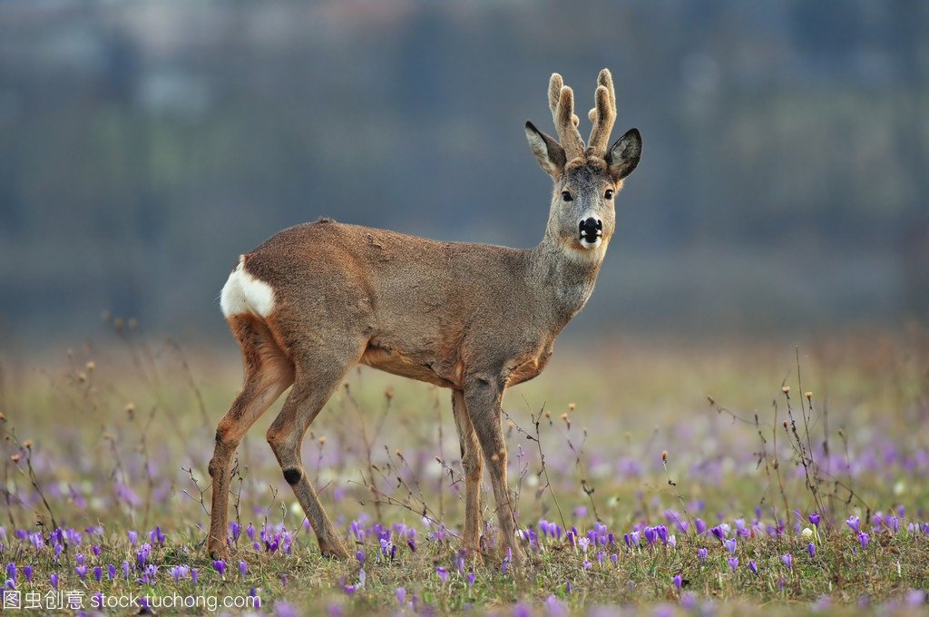 网曝二级保护动物獐被活体取奶？非法出售獐奶的如何惩治？
