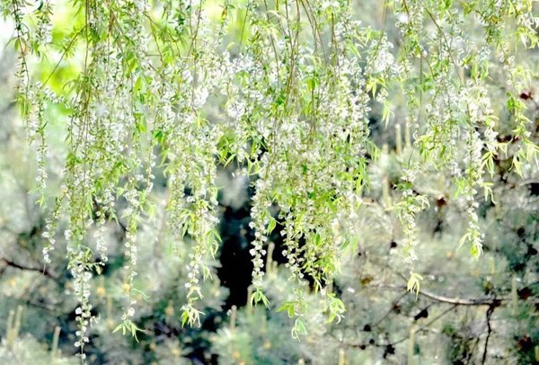 什么植物？可以用风传播种子。