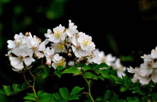 花开荼靡是什么意思？