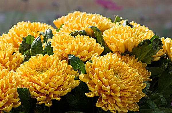 花中隐士是什么意思?