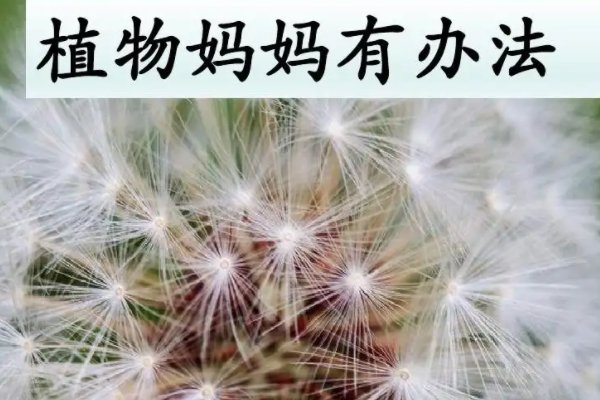 《植物妈妈有办法》还有哪些植物传播种子的方法？