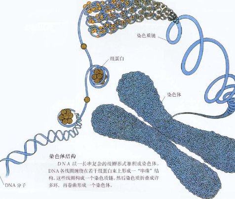 染色体组名词解释