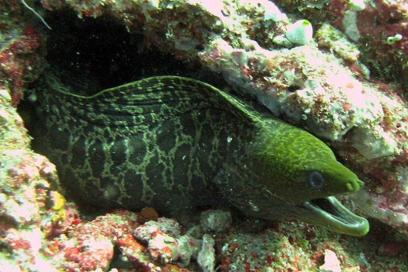 在江边打到这样的鱼，谁知道这是什么鱼？谢谢