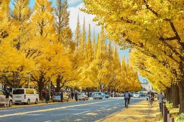 常见的树木名称