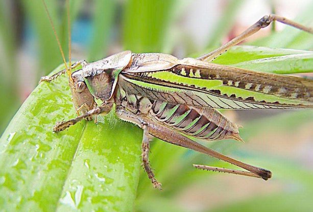 诗经里斯羽什么意思