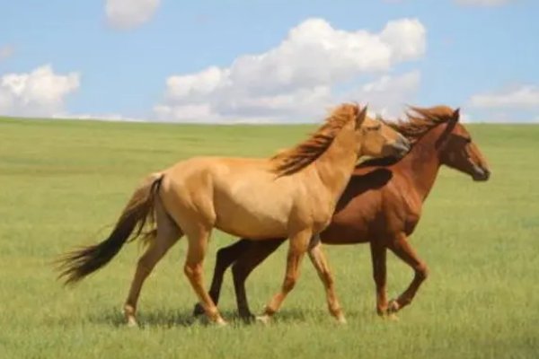 知书明理打一最佳动物生肖