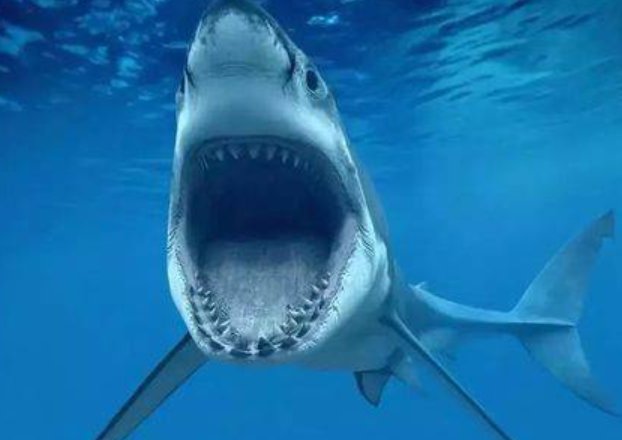 最稀有的九种鲨鱼都有哪些？
