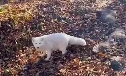 东北男子投喂白狐后被引见给同伴，大概率是作为宠物被抛弃的，到底咋回事？
