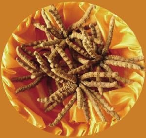 冬虫夏草的夏草是什么