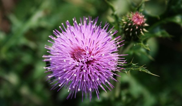 什么植物？可以用风传播种子。