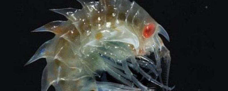 沙蚤是什么东西