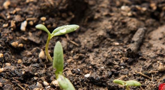 冰心写的关于绿的诗歌？