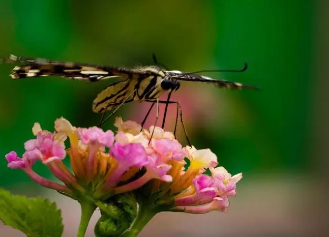 花飞蝶舞的意思