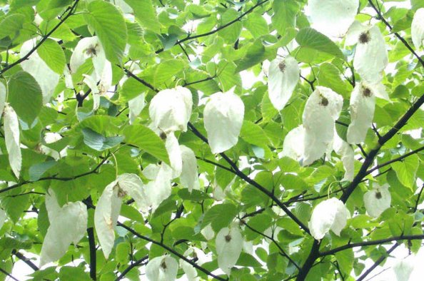 常见的树木名称