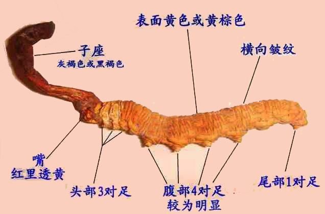 冬虫夏草的夏草是什么