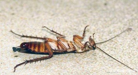 蟑螂会飞吗?