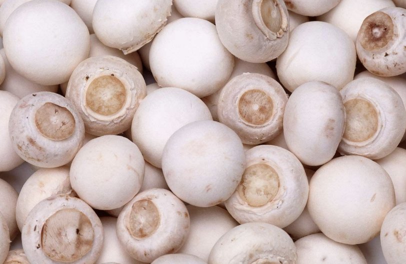 口蘑里的口字源于