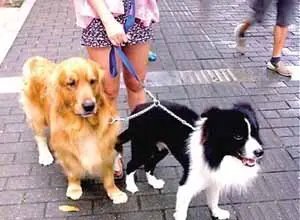 女孩等校车遭未拴绳狗扑咬，老人拼命相护，如何规范遛狗行为？