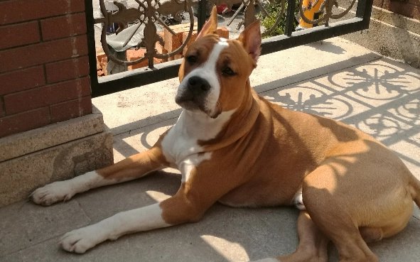 斯塔福长到几个月停止生长