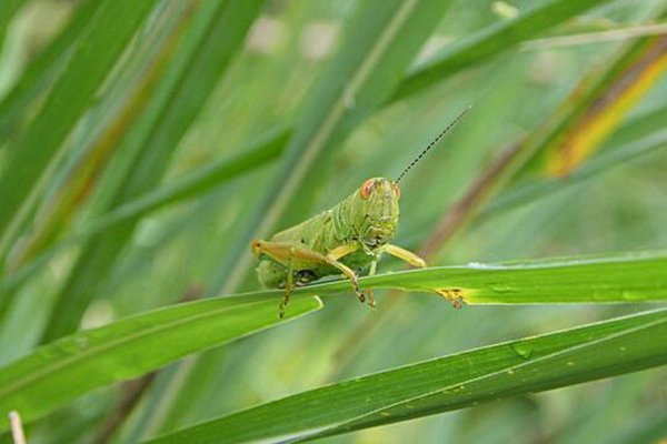 云南千亩竹林遭竹蝗啃食，应该如何防范竹蝗入侵？
