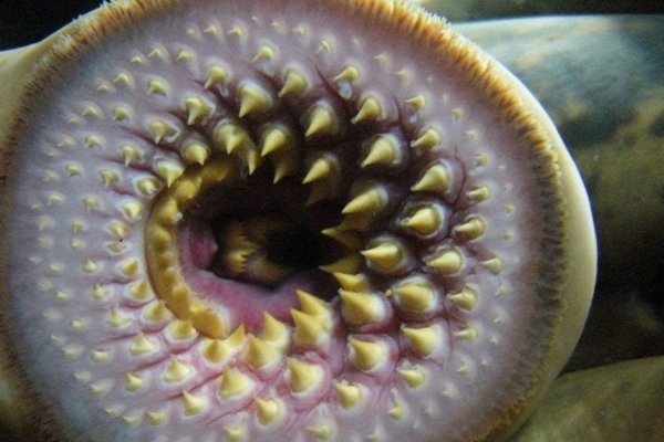 空手指恐怖图片 手指与八目鳗口部PS到一起