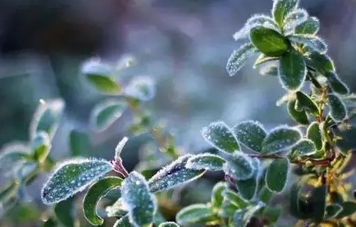 一夜入冬的经典语录是什么？