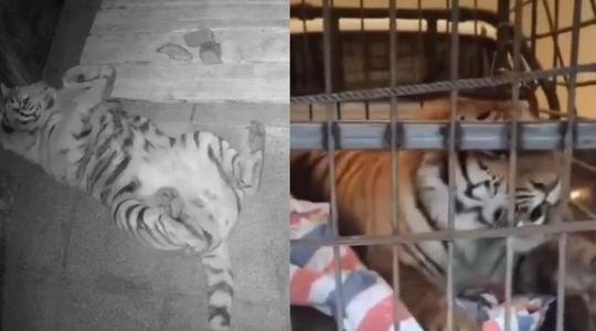 辽宁一马戏团黑熊逃跑上街,最终是如何被抓回的?