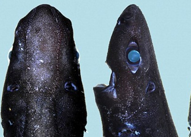 最稀有的九种鲨鱼都有哪些？