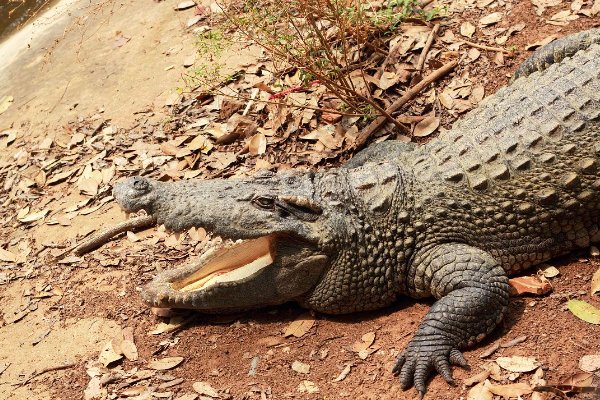 十大最大鳄鱼