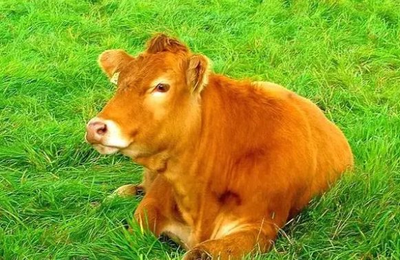 猜一猜：在牛的眼中，能看到什么颜色？